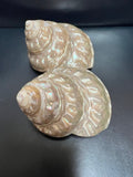 Pearl Astraea Undosa Shell with Champagne Under Tones (Grade A)