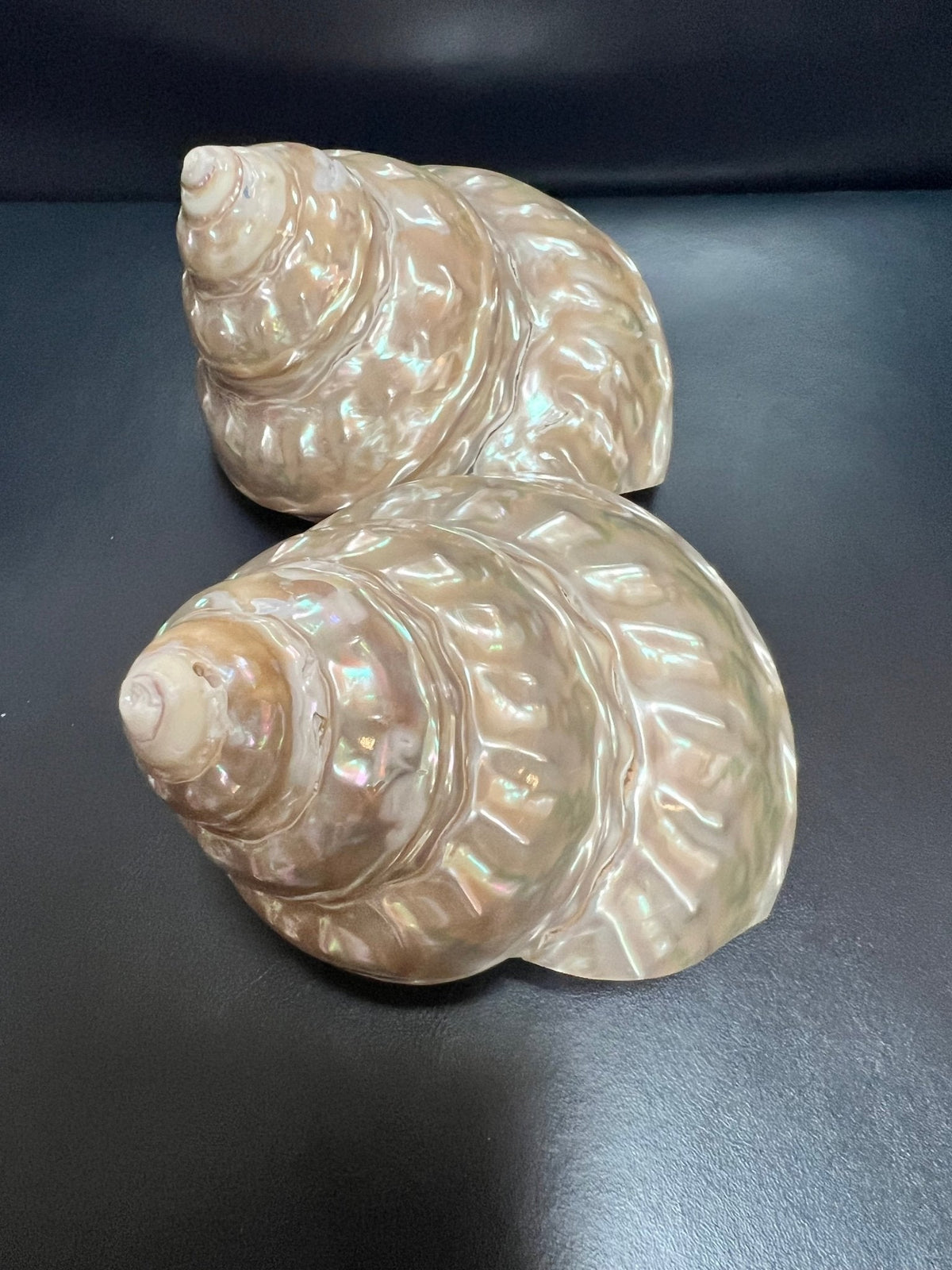 Pearl Astraea Undosa Shell with Champagne Under Tones (Grade A)