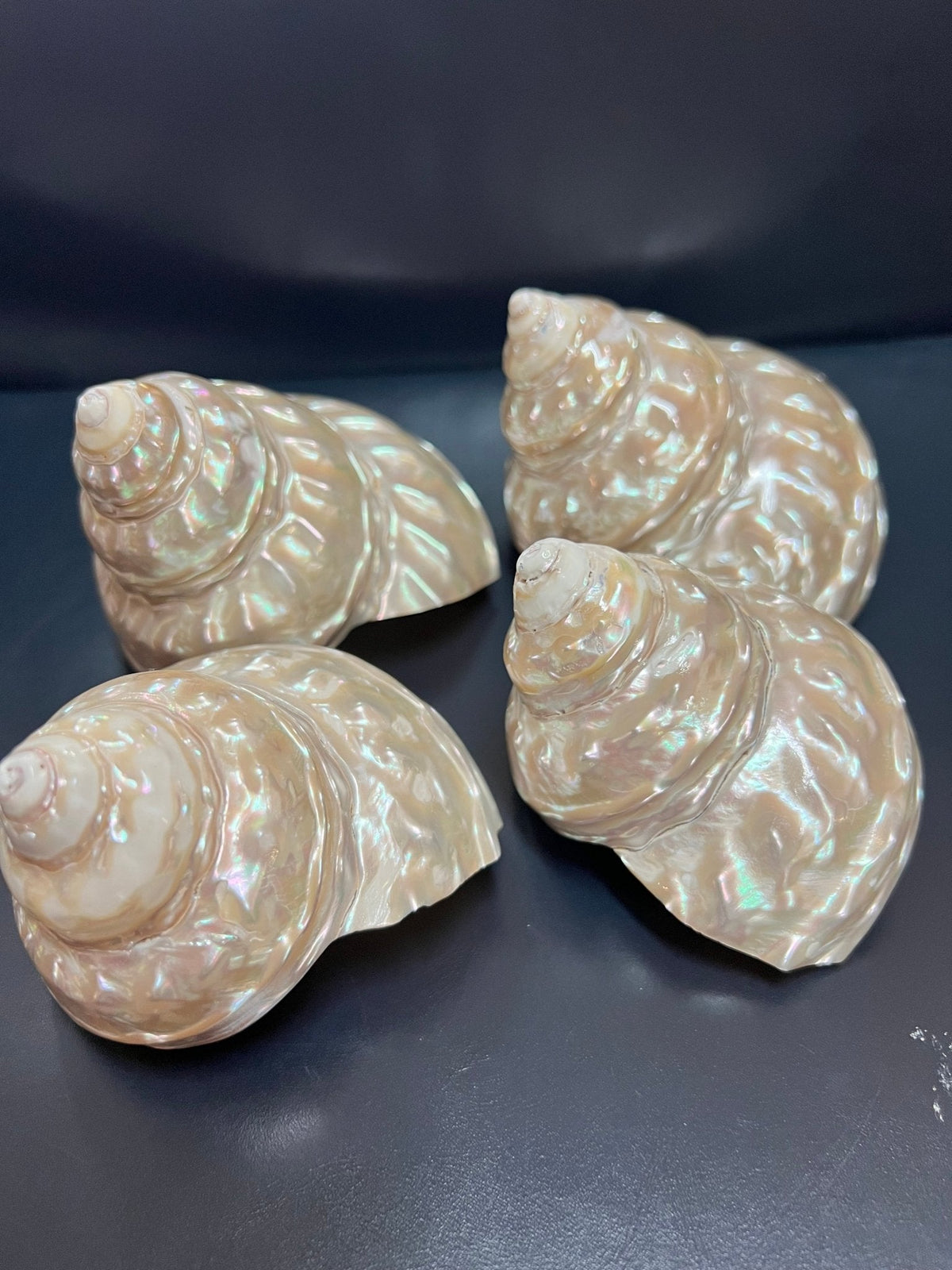 Pearl Astraea Undosa Shell with Champagne Under Tones (Grade A)