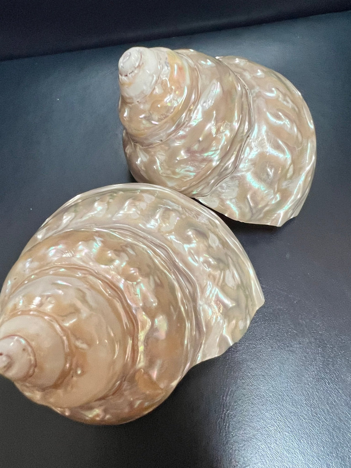 Pearl Astraea Undosa Shell with Champagne Under Tones (Grade A)