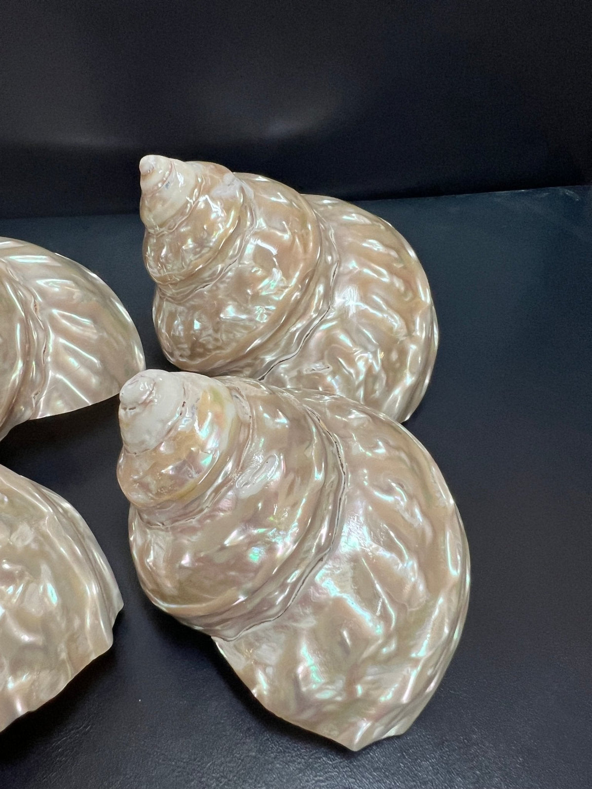 Pearl Astraea Undosa Shell with Champagne Under Tones (Grade A)
