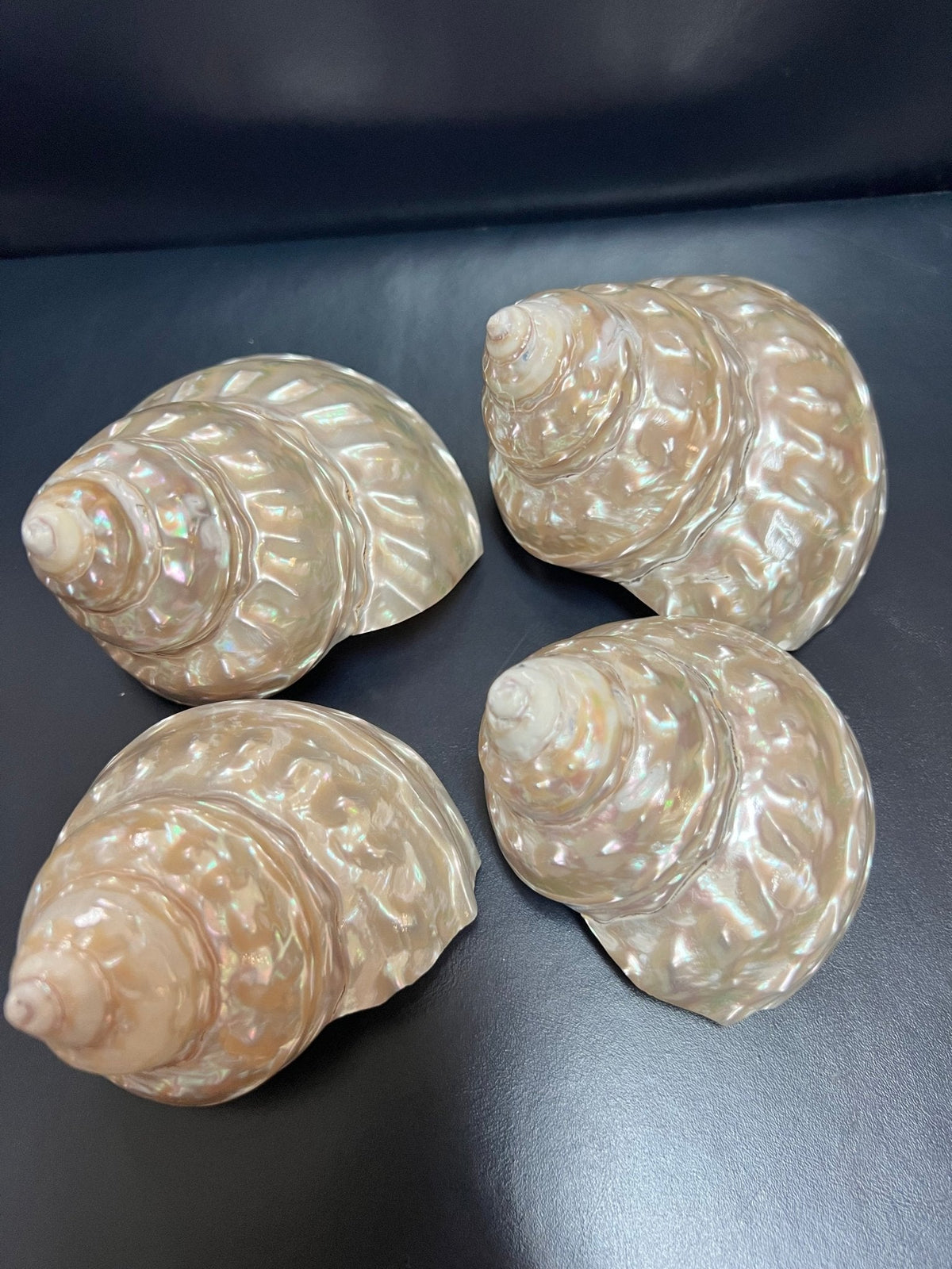 Pearl Astraea Undosa Shell with Champagne Under Tones (Grade A)